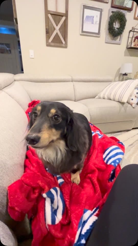 A long-haired dachshund wrapped in a red blanket on a couch.