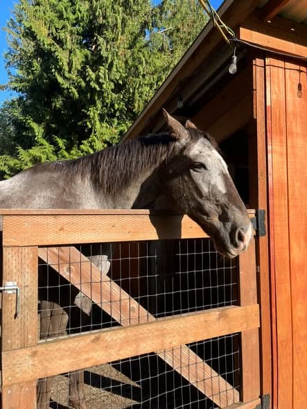A grey horse looking over a wooden stall gate.