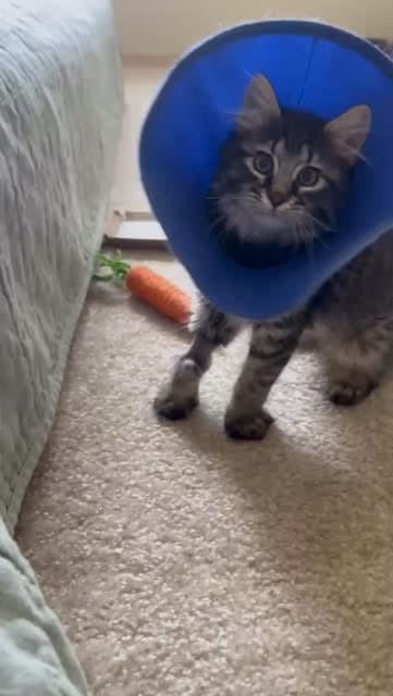 A grey kitten wearing a blue cone.