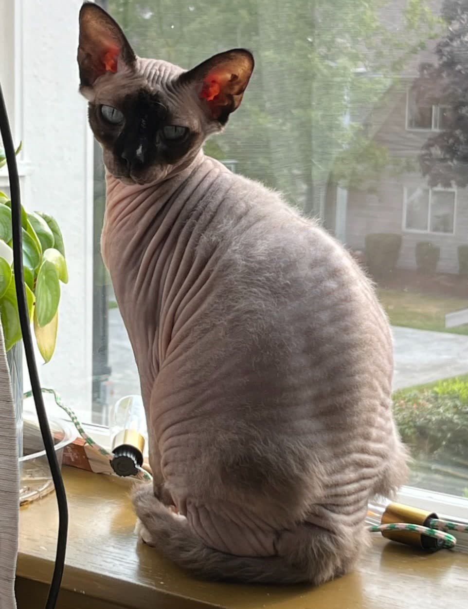 A sphynx cat sitting on a windowsill.
